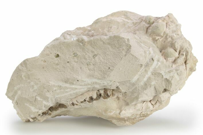 Fossil Oreodont Upper Skull - Unprepared #249261